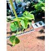 PHILODENDRON SCANDENS BRASIL