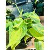 PHILODENDRON SCANDENS BRASIL