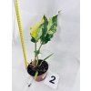 PHILODENDRON CARAMEL MARBLE
