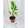 PHILODENDRON FLORIDA BEAUTY