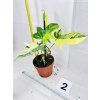 PHILODENDRON FLORIDA BEAUTY