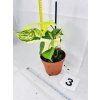 PHILODENDRON FLORIDA BEAUTY
