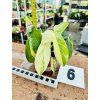 PHILODENDRON FLORIDA BEAUTY