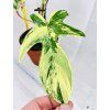 PHILODENDRON FLORIDA BEAUTY