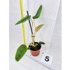 PHILODENDRON SERPENS