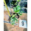 RHAPHIDOPHORA TETRASPERMA VARIEGATED