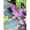 PHILODENDRON PINK PRINCESS