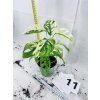 MONSTERA ADANSONII VARIEGATED