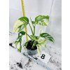 MONSTERA ADANSONII VARIEGATED