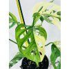MONSTERA ADANSONII VARIEGATED
