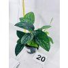 MONSTERA KARSTENIANUM PERU