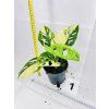MONSTERA ADANSONII AUREA VARIEGATED