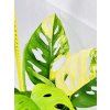 MONSTERA ADANSONII AUREA VARIEGATED