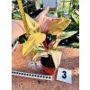 PHILODENDRON STRAWBERRY SHAKE