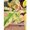 PHILODENDRON STRAWBERRY SHAKE