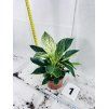 PHILODENDRON WHITE BIRKIN