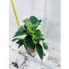 PHILODENDRON WHITE BIRKIN