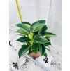 PHILODENDRON WHITE BIRKIN