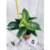 PHILODENDRON WHITE BIRKIN