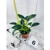 PHILODENDRON WHITE BIRKIN