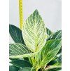 PHILODENDRON WHITE BIRKIN