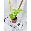 RHAPHIDOPHORA KORTHALSII MARBLE AUREA