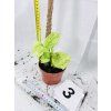 RHAPHIDOPHORA KORTHALSII MARBLE AUREA