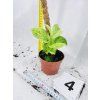 RHAPHIDOPHORA KORTHALSII MARBLE AUREA