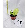 RHAPHIDOPHORA KORTHALSII MARBLE AUREA