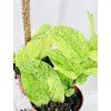 RHAPHIDOPHORA KORTHALSII MARBLE AUREA