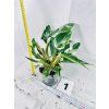 PHILODENDRON WHITE PRINCESS