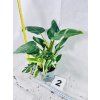 PHILODENDRON WHITE PRINCESS