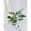 PHILODENDRON WHITE PRINCESS