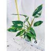PHILODENDRON WHITE PRINCESS
