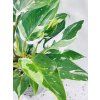 PHILODENDRON WHITE PRINCESS