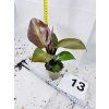PHILODENDRON RED SUN