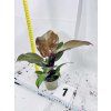 PHILODENDRON RED SUN