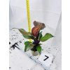 PHILODENDRON RED SUN