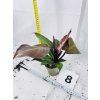 PHILODENDRON RED SUN