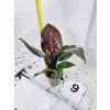 PHILODENDRON RED SUN