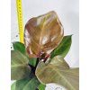 PHILODENDRON RED SUN