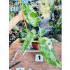 PHILODENDRON JOSE BUONO