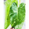 PHILODENDRON JOSE BUONO VARIEGATED