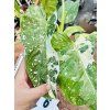 PHILODENDRON JOSE BUONO