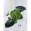 PHILODENDRON EL CHOCO RED