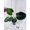 PHILODENDRON EL CHOCO RED