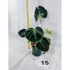 PHILODENDRON EL CHOCO RED