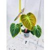 PHILODENDRON EL CHOCO RED