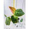 PHILODENDRON EL CHOCO RED