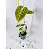 PHILODENDRON EL CHOCO RED